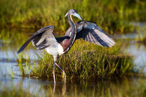 Wetlands